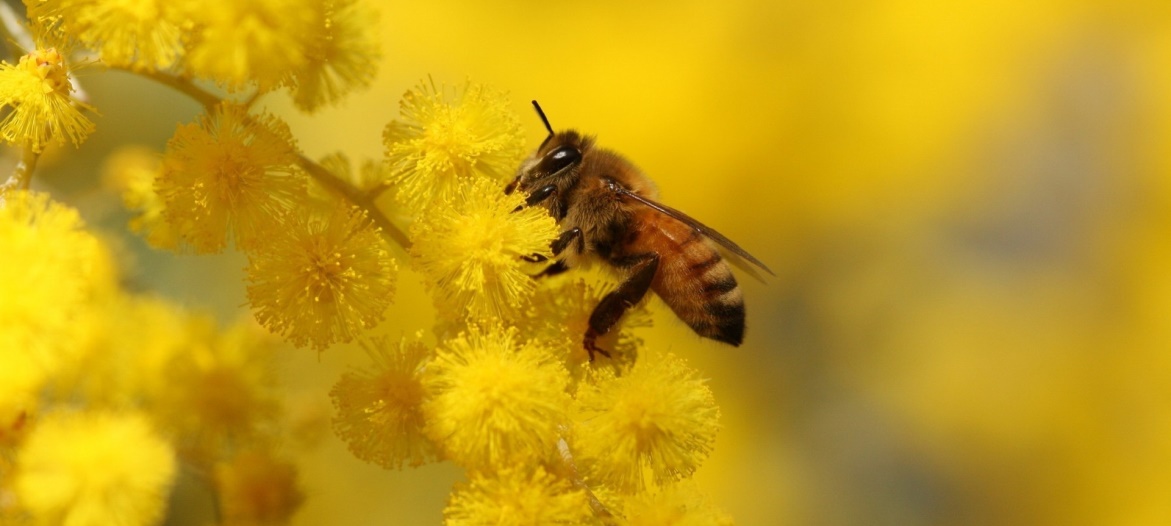 Pszczoła miodna - doskonały zapylacz